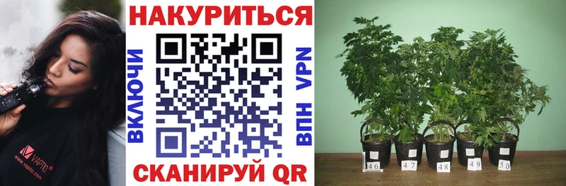цены   Фурманов  мега   Конопля семена 